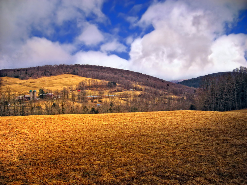 field, scenics, Hillside, Salt Springs State Park, low light, brown, stratocumulus, rural, forest, Susquehanna County, winter, landscape, nature, europe
