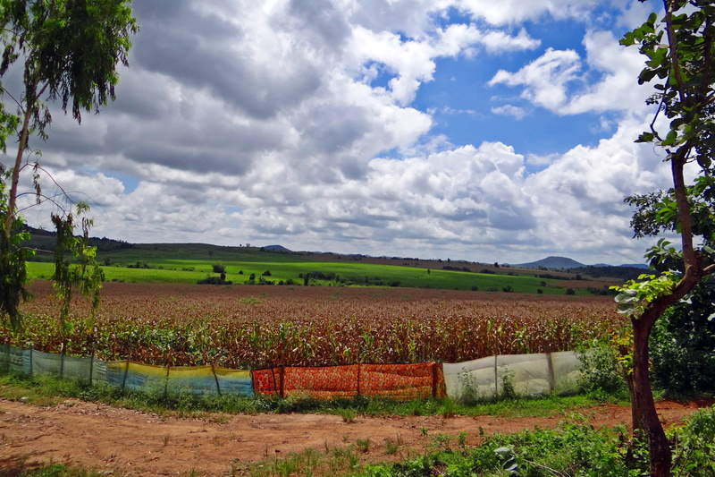 land, day, sky, field, outdoors, Ready, plantation, environment, maize cultivation, tree, Maize, Harvest, 4K, landscape, tranquil scene, scenics - nature