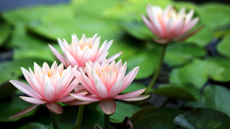 Beautiful, Water, Pink, 4K, Lilies, Flowers, Dew