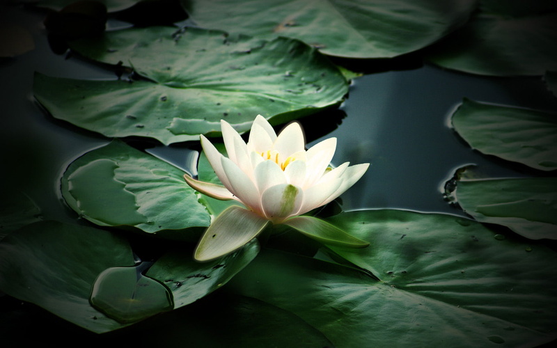 lily, water, flowers, 720P, beautiful, nature and landscape
