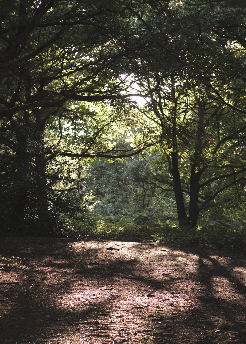 tranquility, branch, beautiful, land, beauty in nature, landscape, nature, woodland, tranquil scene, amazing, no people, united kingdom, day, outdoors