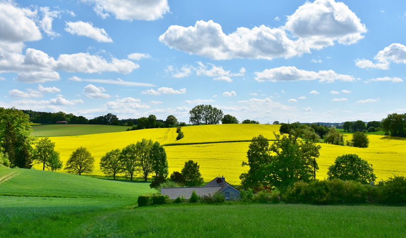 harvest, spring, rural scene, cereals, wide, arable, weather, tranquil scene, environment, green color, panorama, agriculture, tree, outdoors, meadow, plant