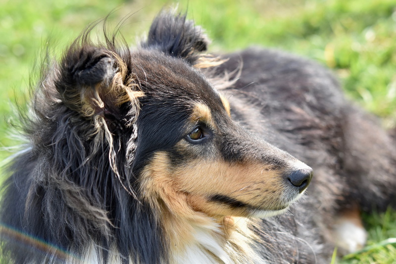 hair, dog shetland sheepdog, vertebrate, one animal, pets, looking, cute, domestic animals, mammal, portrait, canine, profile view, close-up, 5K, no people