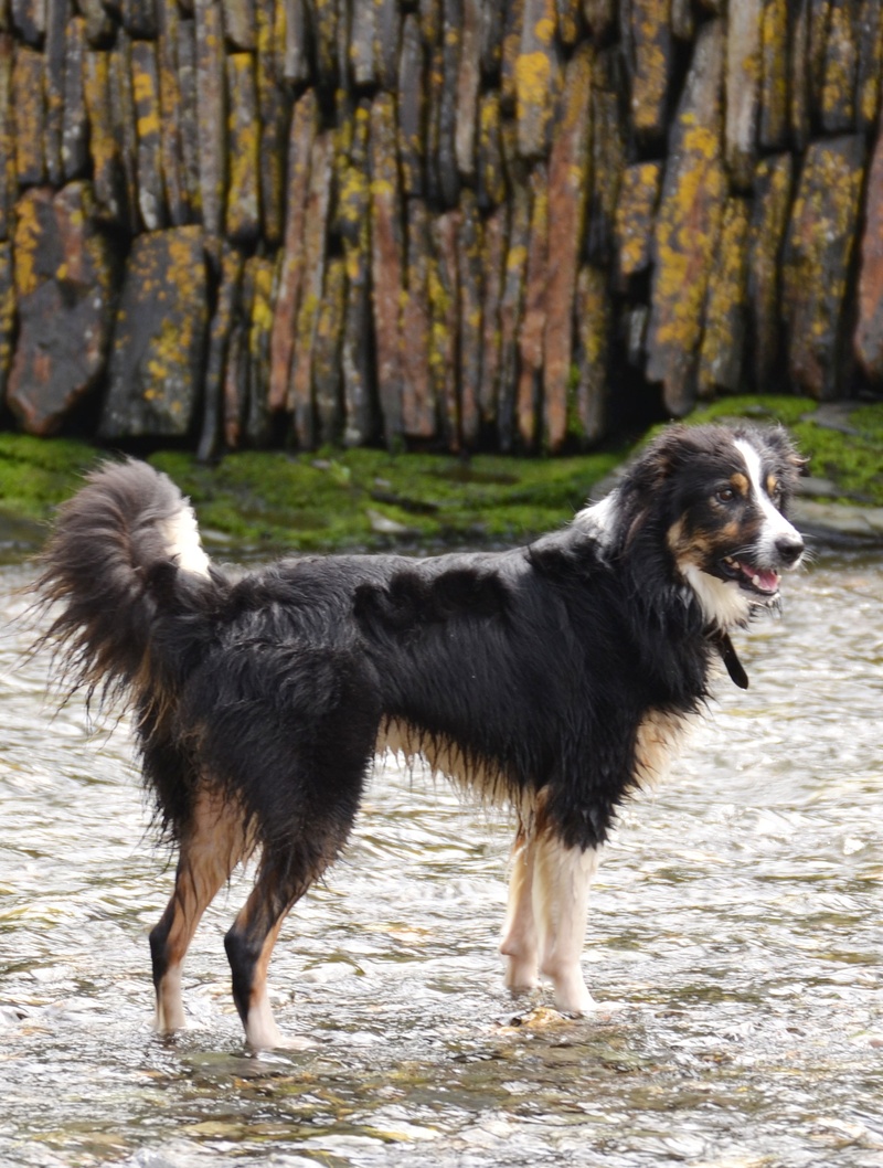 day, standing, border collie, pet, nature, sheepdog, looking, collie, animal themes, playing, motion, one animal, animal, land, mammal, pets, tricolour