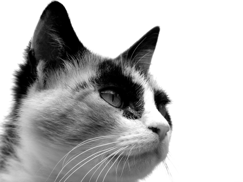 one animal, looking away, 1080P, whisker, adorable, Feline, domestic, looking, studio shot, mammal, animal, white background, Fur, dramatic, animal eye