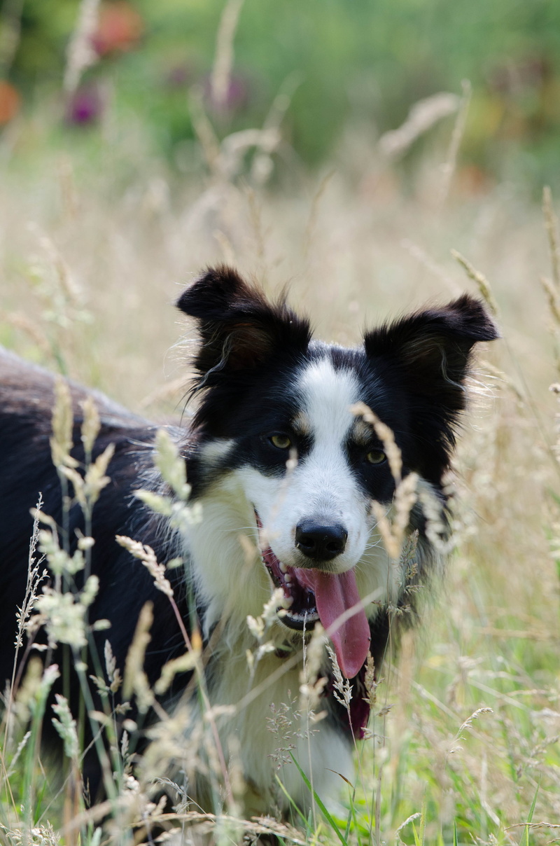 no people, field, land, domestic, dog grass in the high, animal themes, day, border collie, high grass, one animal, canine, summer, selective focus, warm