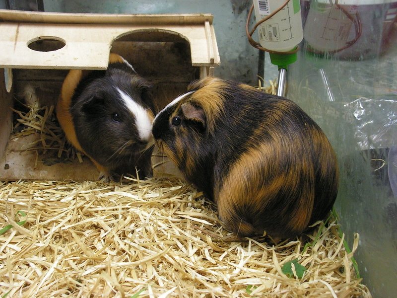 vertebrate, hay, animal wildlife, animals in the wild, female, pets, close-up, herbivorous, mammal, two animals, guinea pigs, indoors, two, domestic animals