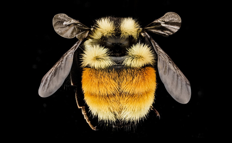 hymenoptera, Bees, close-up, flower, studio shot, Animals, OrangeVeltedBumblebee, taxonomy, animal wing, one animal, animal head, Bumblebee, Insect, bombus