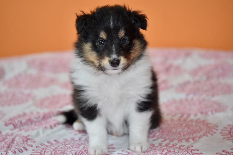 dog, pup, young dog sitting, animal themes, indoors, canine, cute, puppy shetland sheepdog, full length, furniture, domestic, sitting, one animal, portrait