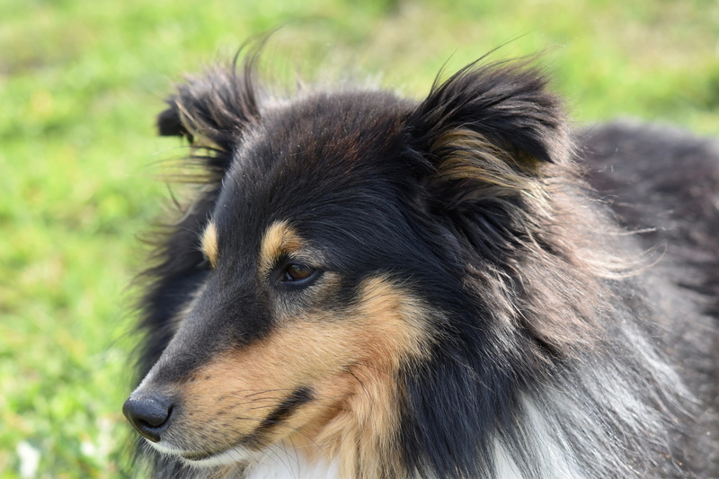 5K, animal hair, animal head, black truffle, dog me love, domestic, no people, pets, nature, canine, herding dog, one animal, eye brown, shetland sheepdog tricolour