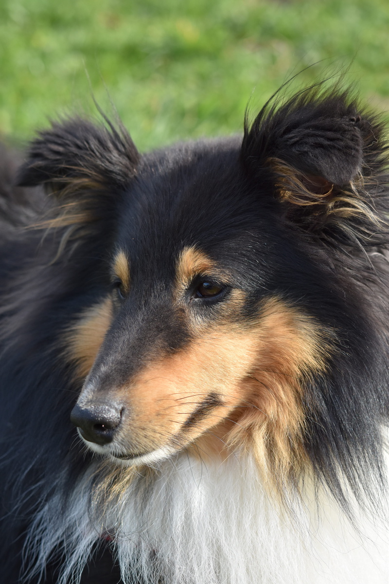 day, long snout, dog shetland sheepdog, snout, 5K, close-up, domestic animals, shetland sheepdog tricolour, looking, herding dog, no people, domestic
