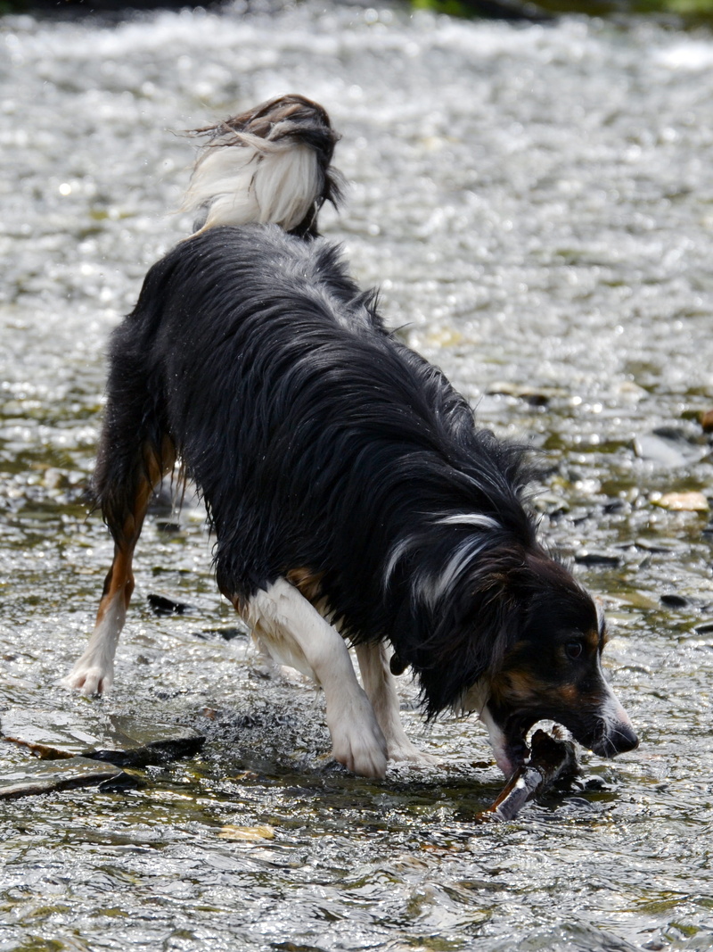 one animal, vertebrate, canine, 2K, collie, beach, no people, Sheepdog, pet, motion, Border Collie, mammal, Dog, tricolour, pets, water, animal, animal themes