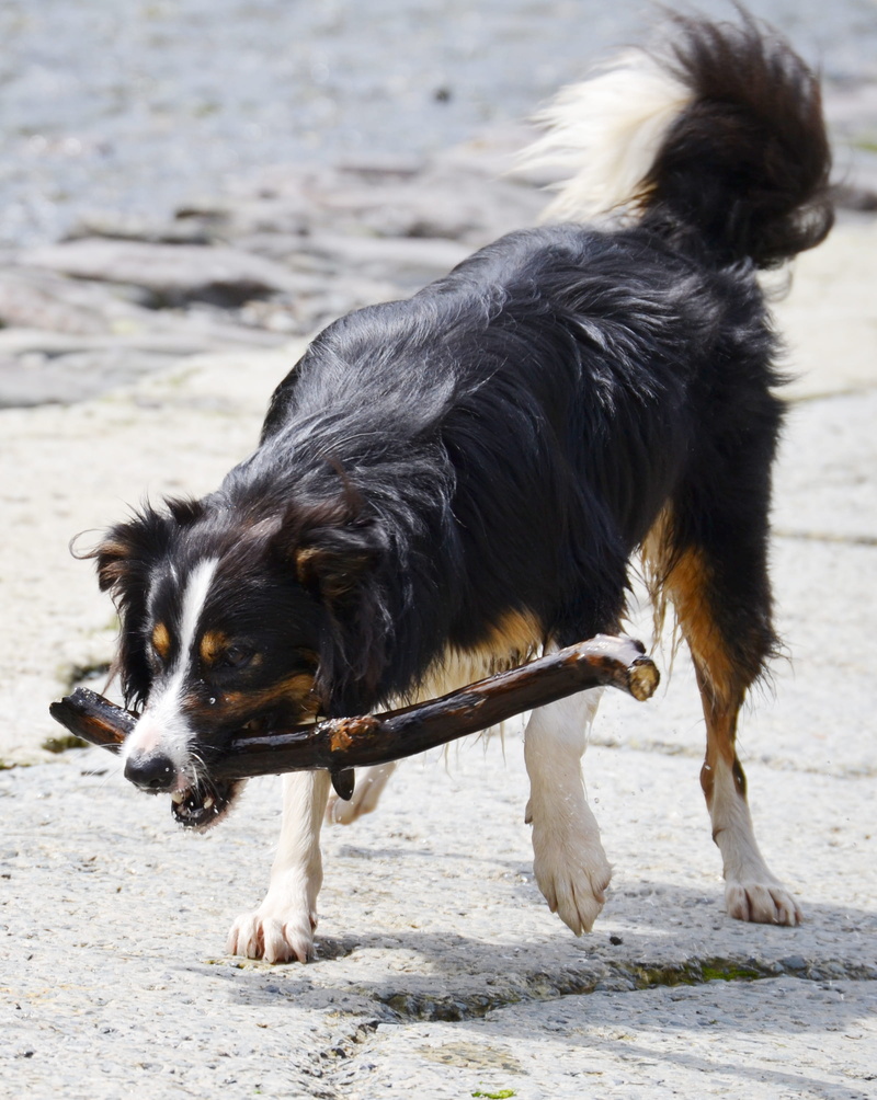 animal themes, black color, one animal, sand, day, water, canine, Dog, domestic, nature, focus on foreground, tricolour, looking away, beach, collie, animal