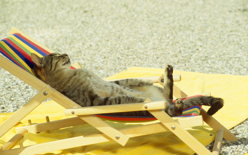 funny, summer, animals, cat, 2K, background, cats, chair, relaxing, lounge