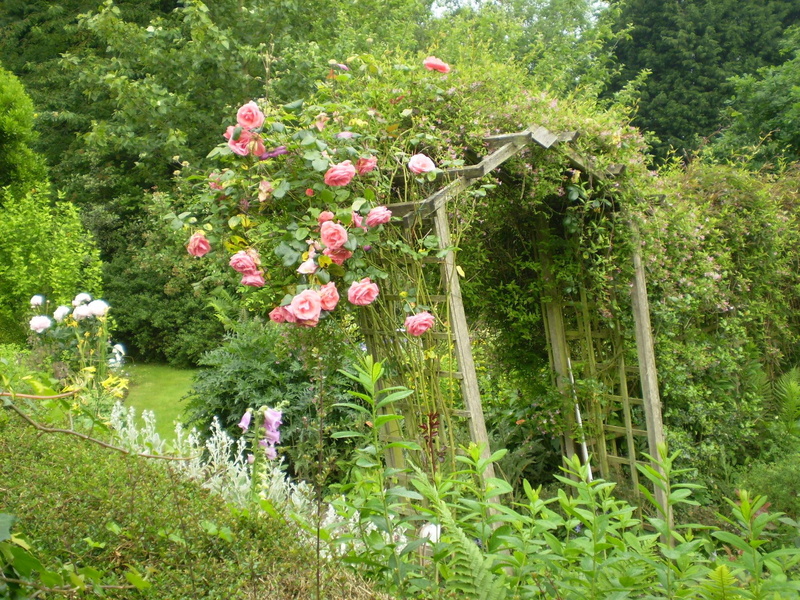 enchanting, lovely, entering, green, nature and landscapes, fairytale, 1080P, flowers