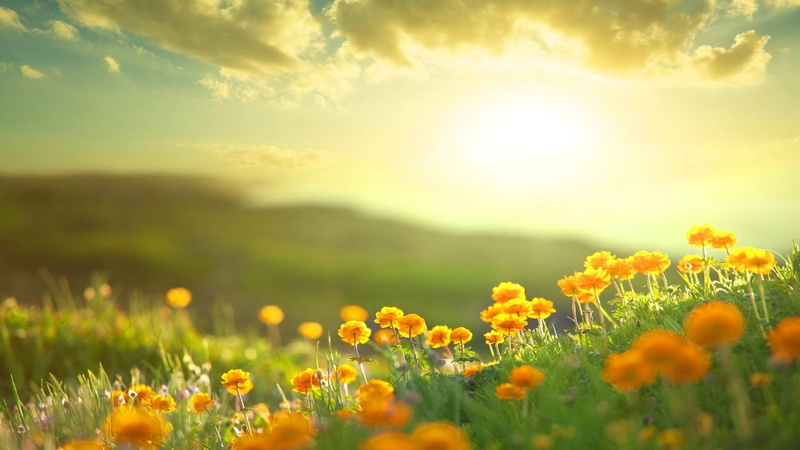 Yellow Flower, 1080P, Earth, Flower, Sunshine, Flowers, Field, Morning