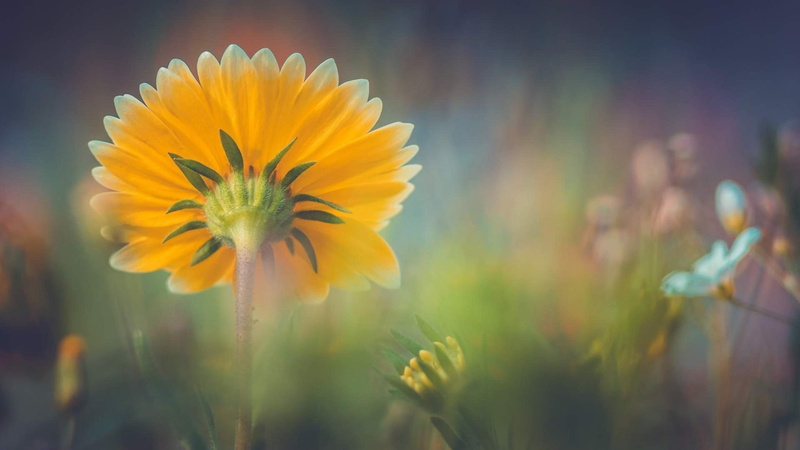 dreamy, nature, land, fragility, 4K, yellow, flower, growth, vibrant color, flower head, flower field, petal, vulnerability, nice, outdoors, springtime