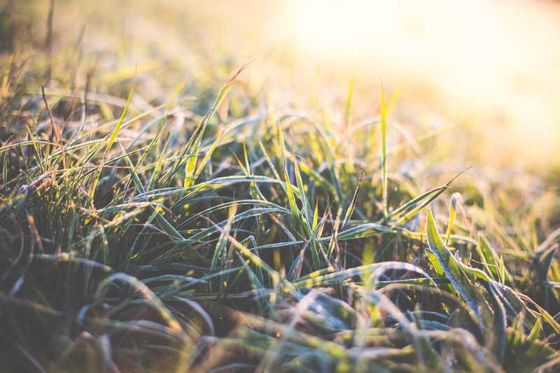 green Color, landscape, 4K, defocused, Hoarfrost, outdoors, selective focus, field, land, growth, Morning, sunlight, sunny, backgrounds, tranquility, rural scene