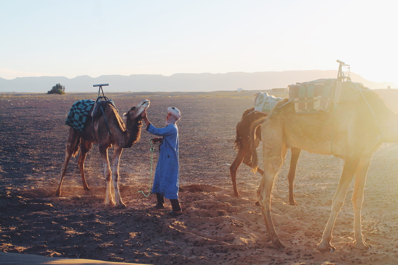 sand, livestock, camels, wanderlust, camel, outdoors, sahara, mammal, one person, maroc, adventure, land, animal wildlife, 4K, domestic, trek, horse, working animal
