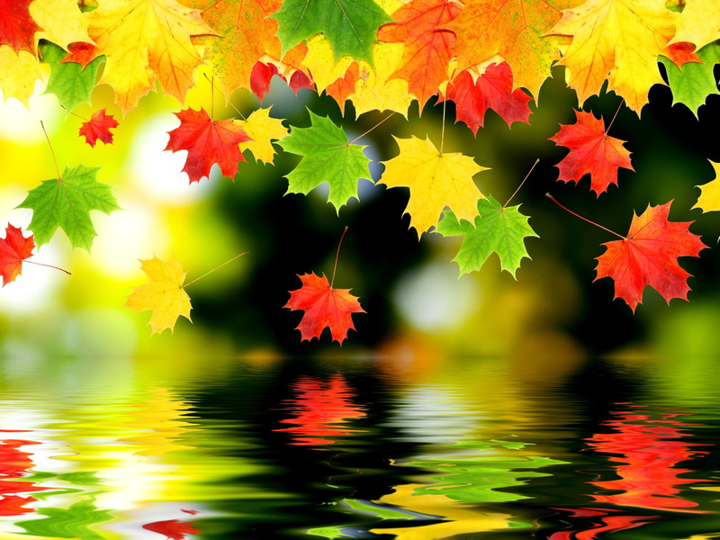 water, maple Tree, lush Foliage, waterfront, abstract, falling, reflection, color, season, lake, beauty In Nature, bright, plant, leaves, vibrant Color