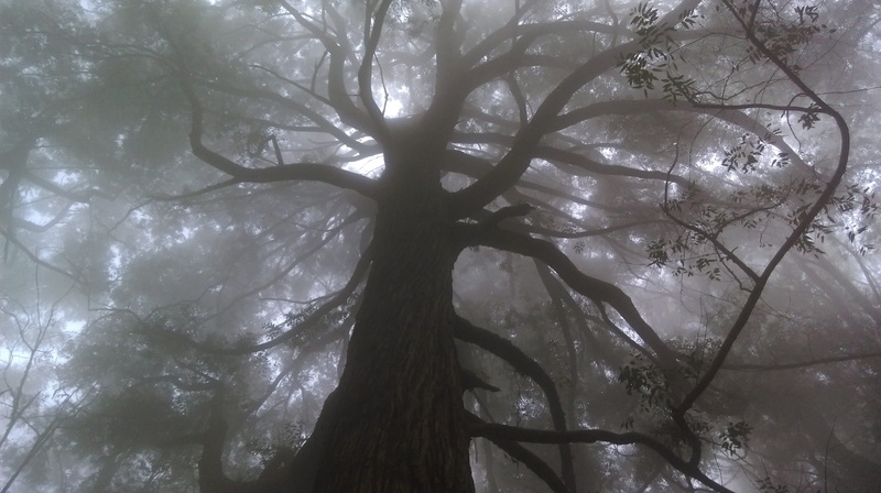 scary, scenics - nature, coma, sunlight, day, upper branches of tree, tranquil scene, growth, nature, fairytale, fog, branches, land, mystic, branch, no people
