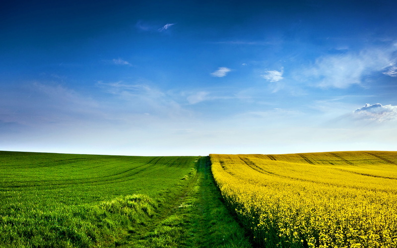 flower, field, wheat, 1080P, grass