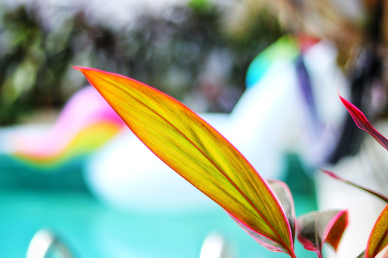 bali photographer, leaf, uluwatu, 5K, indonesia, hot, luxury, petal, flower head, inflorescence, sunshine, growth, close-up, seminyak, ungasan, flower