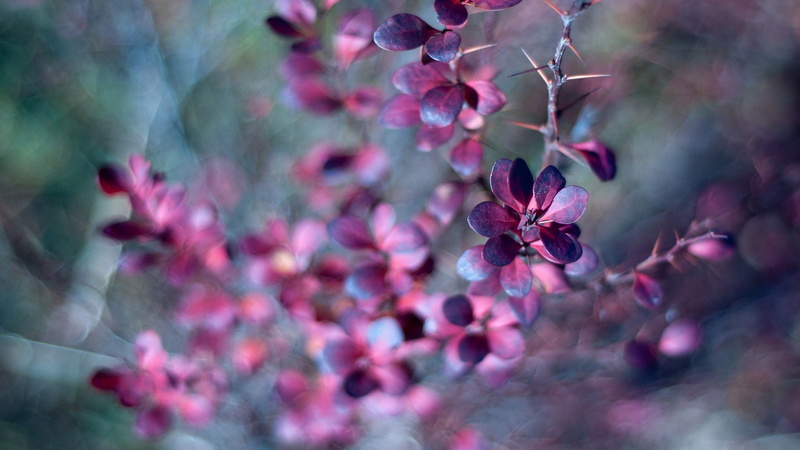 generated, tree, petal, freshness, 1080P, vulnerability, fantasy, beauty in nature, render, branch, purple, decorative, artistic, flowering plant, flower