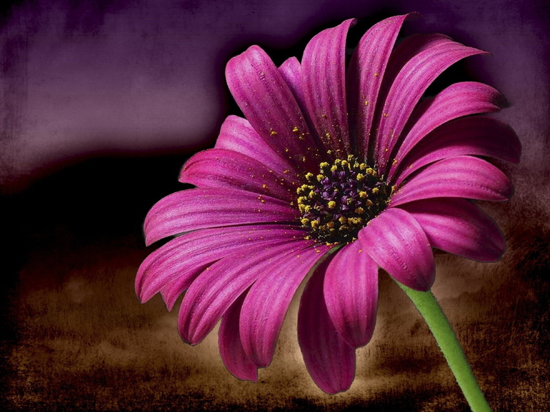 digital creation, beauty in nature, photography, digital art, garden flower, softness, daisy, flower Head, inflorescence, 1080P, pink, focus, computer graphic