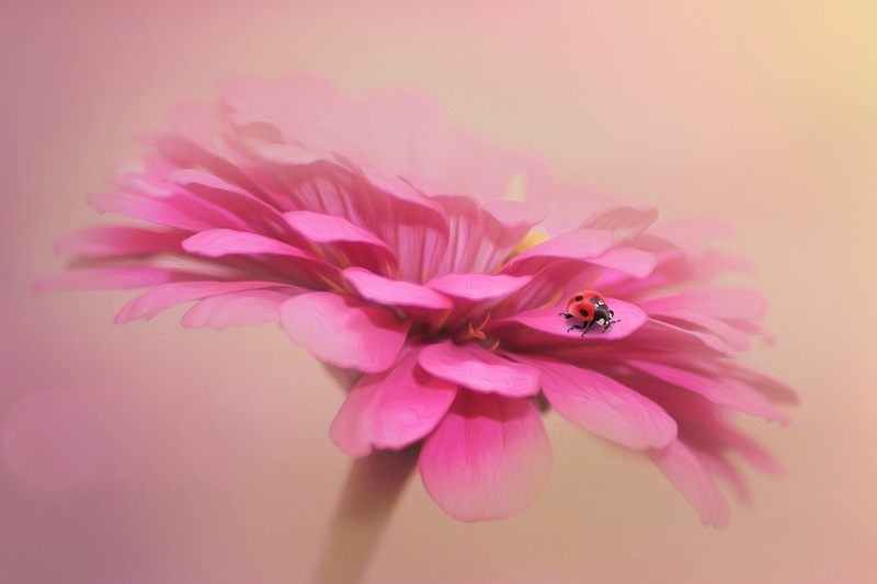 close-up, inflorescence, close, flower, small, studio shot, petal, red, plant, structure, bloom, blossom, 1080P, beauty in nature, fantasy