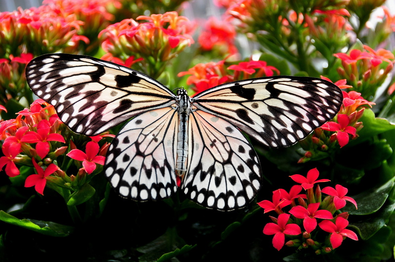 closeup, kite, petal, white, animal themes, detail, invertebrate, animal wing, animal, one animal, flowering plant, garden, freshness, red, flower, white tree nymph