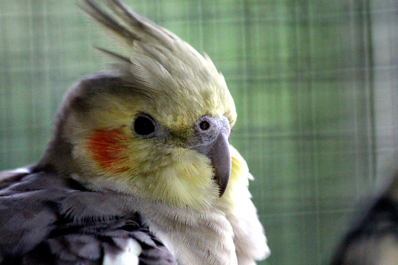 2K, animal wildlife, feathered race, parrot, cockatiel, not man, close-up, parakeet, animals in the wild, no people, animal head, animals in captivity