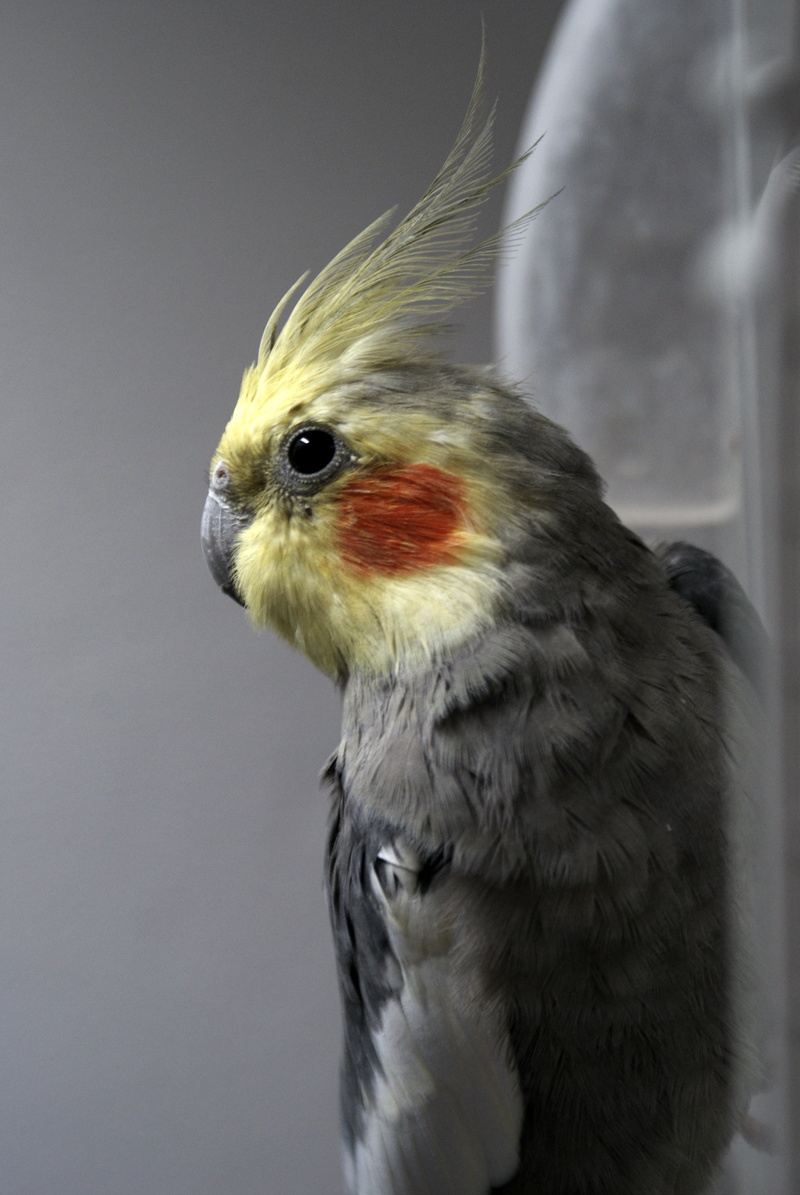 animals in the wild, animal wildlife, feather, indoors, close-up, nature, pets, domestic, profile view, no people, one animal, the nymph, animal, gray