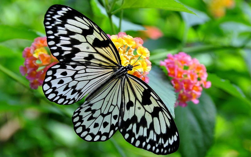 white, butterfly, black, hd, nymph, definition, tree, 1080P, high