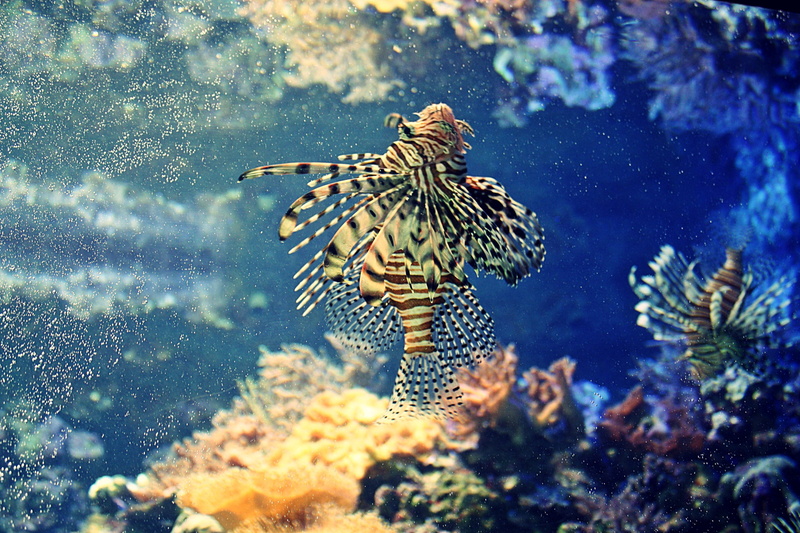tank, zoo, animal, ocean, hamburg, nature, swimming, hanseatic city of hamburg, hamburgensien, animal markings, animals in the wild, marine, sea, hh, animal wildlife