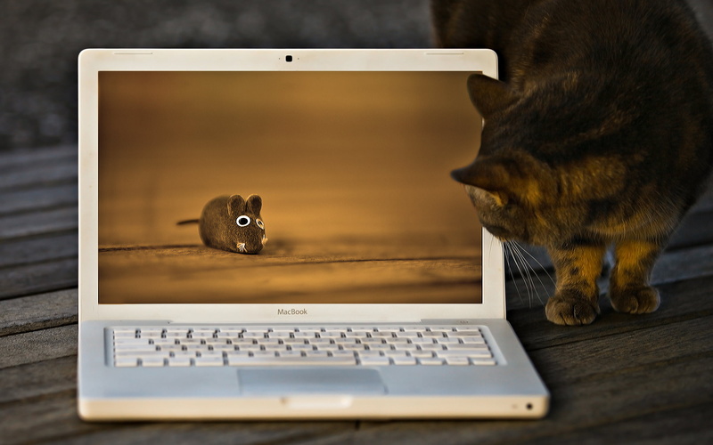 animal, computer keyboard, no people, animal themes, domestic cat, laptop, cat, 2K, mammal, computer, dreamer, domestic animals, table, feline, pets, keyboard