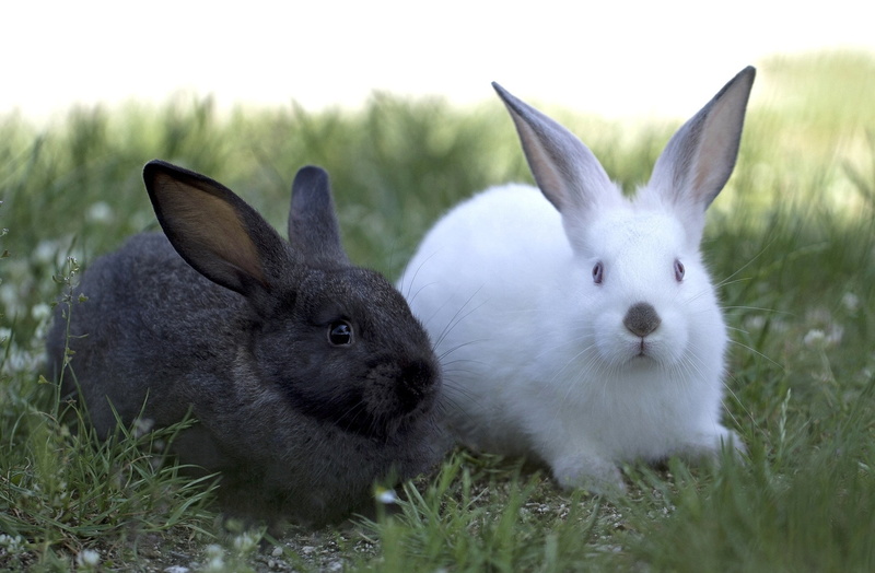 plant, group of animals, domestic, outdoors, rabbit, 1080P, rabbit - animal, focus on foreground, animal head, two, vertebrate, land, rabbits, field, black