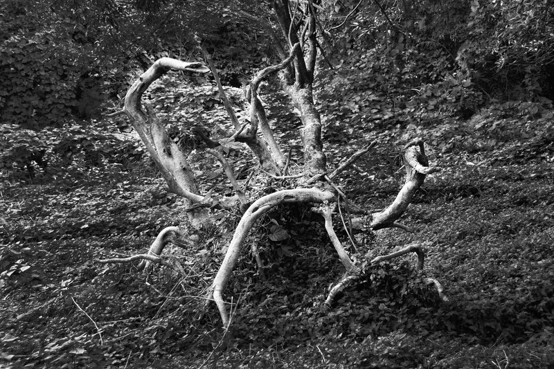 land, no people, animal themes, non-urban scene, beauty in nature, tranquility, nature, trunk, portugal, animal, 5K, root, shapes, angra do heroísmo, plant