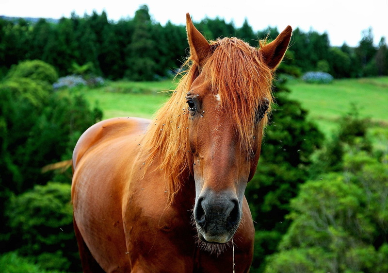 Horse, selective, cavalo, 2K, selective focus, behind, açores, daytime, portugal, beauty In Nature, stallion, rural Scene, azores, mane, nikon, animal