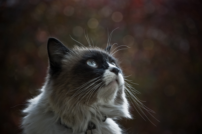 white, sigma, portugal, shallow, domestic Animals, black cat, mammal, cat, cats, looking, cute, domestic Cat, pets, feline, siamese, fur, 2K, kitten, focus