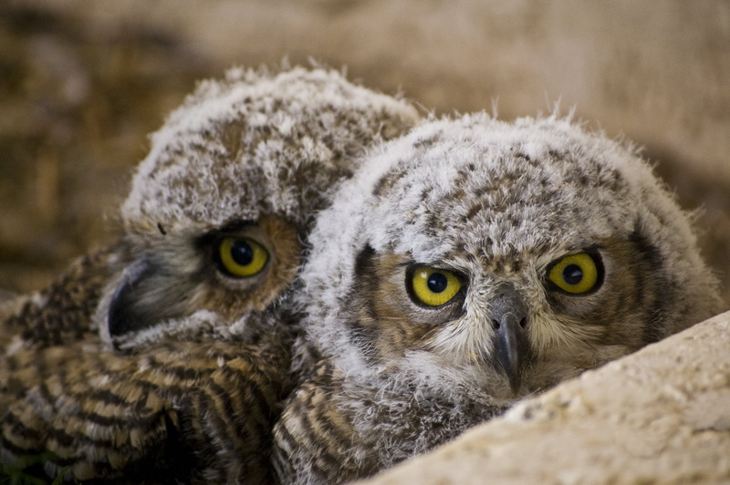 animals Hunting, wise, great horned owl, nikon  d40, 2K, lots, owls, looking, wildlife, bird of Prey, shallow focus, bird, feather, gray, nature, chick