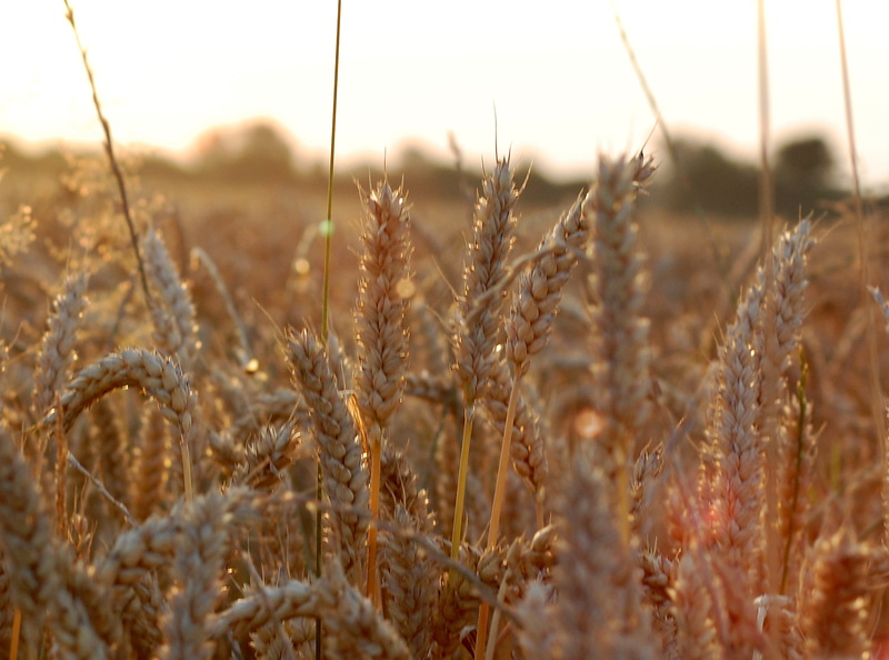 ripe, Nikon D40, Deutschland, farm, brown, Rot, agriculture, Nikon D50, photo, plant, close up, 1080P, outdoors, autumn, close, Good Morning, wheat, seed
