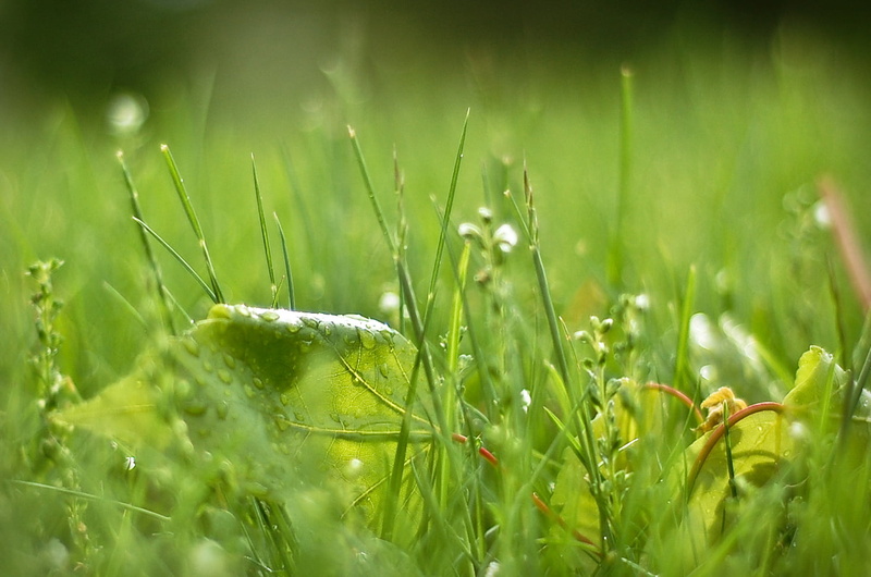 drops, 720P, nikon d40, drop, dew, plant, grass, green grass, nature, green, green Color, close-up, wet, summer, macro, leaves, outdoors, f/1.8, freshness