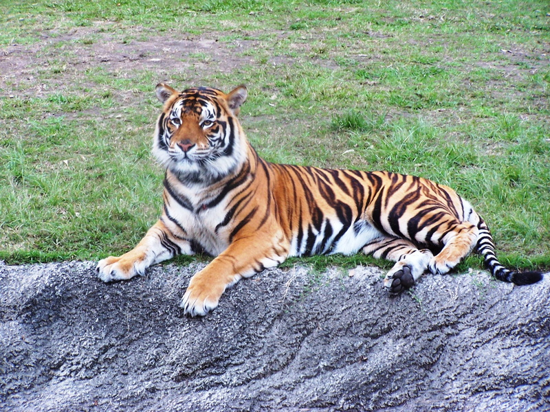 nature, no people, undomesticated cat, 1080P, feline, carnivora, zoo, whisker, land, animals in the wild, vertebrate, big cat, outdoors, one animal, animal