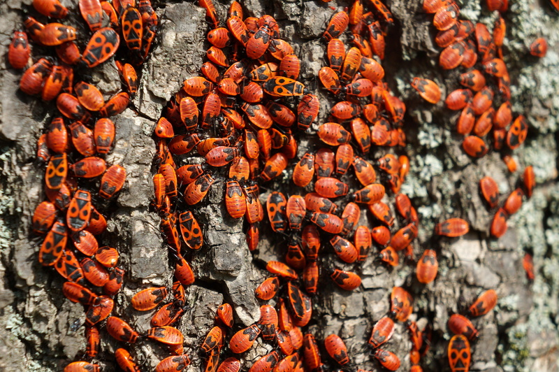 nature, food and drink, outdoors, full frame, invertebrate, Beetles, wellbeing, Firebug, backgrounds, ruměnice bezkřídlá, healthy eating, Bug, orange color