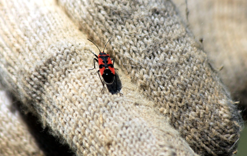 macro, outdoors, red, bright, animal markings, living nature, pyrrhocoris apterus, knitted wear, no people, invertebrate, day, little, bug-soldier, bespozvonochnoe