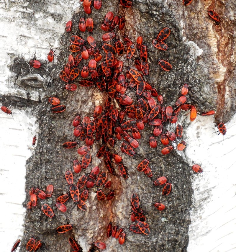 no people, large group of animals, firebug pospolná, insect, close-up, growth, animal themes, day, tree, 2K, water, nature, trunk, outdoors, group of animals