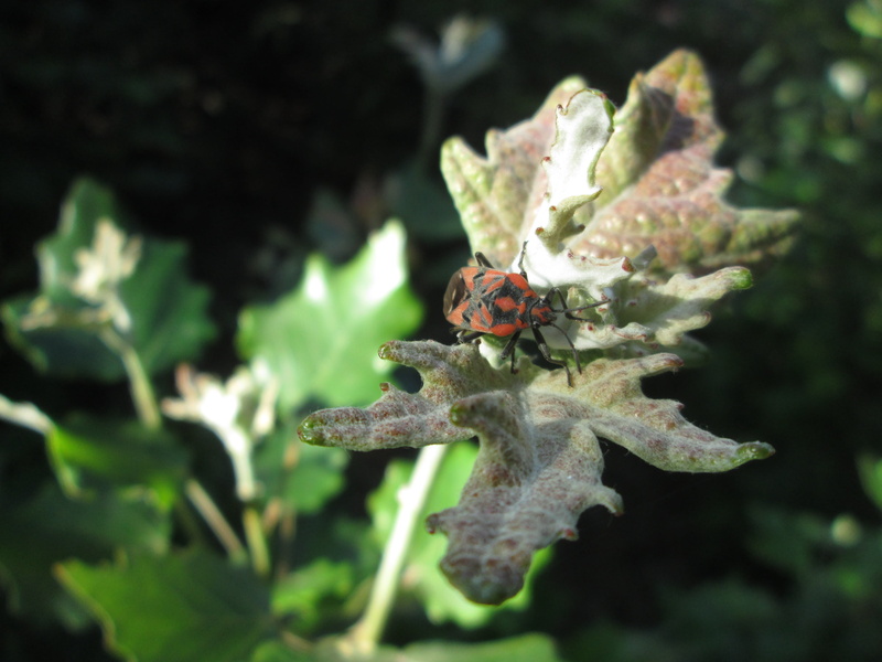 selective focus, beauty in nature, animals in the wild, animal wildlife, beetle, pyrrhocoris apterus, insect, ladybug, animal themes, focus on foreground