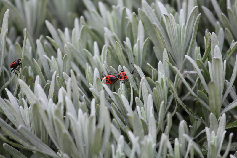 insect, nature, outdoors, color, no people, succulent, animal, animals in the wild, day, 5K, one animal, firebugs, green color, beetle, invertebrate, close-up