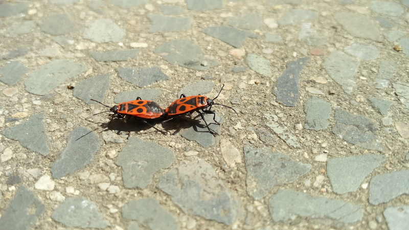 nature, invertebrate, firebug, butterfly - insect, animal wildlife, outdoors, animal, beauty in nature, focus on foreground, red, day, 4K, sunlight, high angle view